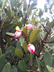 Clusiaceae
