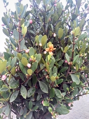 Clusiaceae