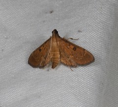 Tatobotys janapalis