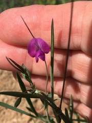 Lathyrus