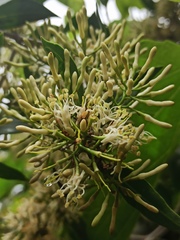 Tripodanthus acutifolius