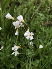 Cardamine penduliflora