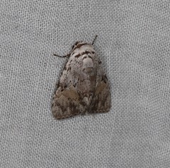Barasa cymatistis
