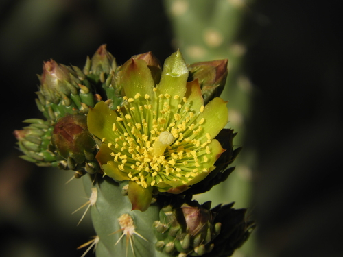 Brownspined pricklypear (Cylindropuntia bernardina)