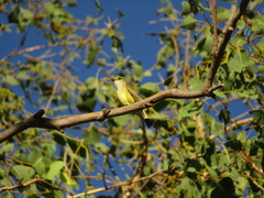 Microeca flavigaster