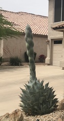 Agave parryi truncata
