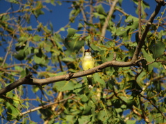Microeca flavigaster