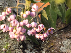 Solanum dulcamaroides