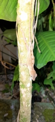 Sauria