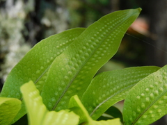 Serpocaulon triseriale