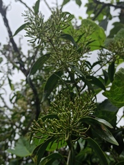 Tripodanthus acutifolius