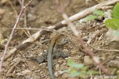 Pholidoscelis chrysolaemus