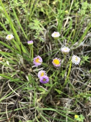 Erigeron tenuis