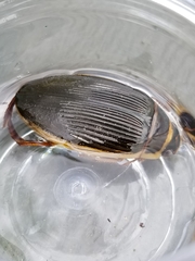 Dytiscus cordieri