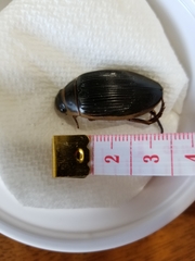 Dytiscus cordieri