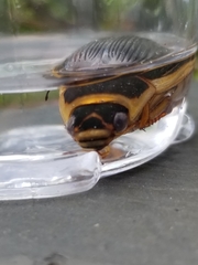 Dytiscus cordieri