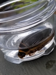 Dytiscus cordieri