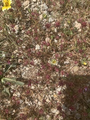 Trifolium willdenovii