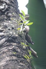 Dendrobium crumenatum