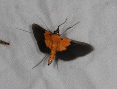 Filodes fulvibasalis