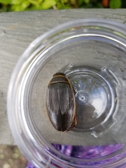 Dytiscus cordieri