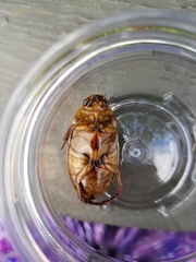 Dytiscus cordieri