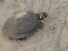 Yellow-Spotted River Turtle photo 3