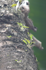Dendrobium crumenatum