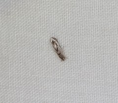 Erechthias acontotypa