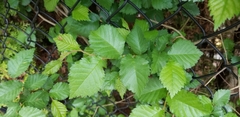 Ulmus minor