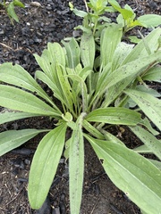 Echinacea angustifolia