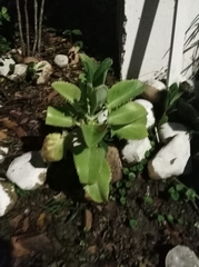 Kalanchoe laetivirens