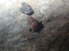 Gastrocopta servilis