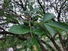 Casimiroa greggii