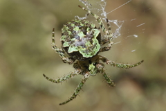 Cryptaranea atrihastula