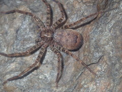 Heteropoda