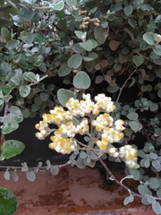 Magnoliopsida