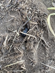 Eleodes novoverrucula