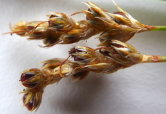 Luzula multiflora multiflora