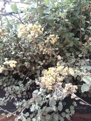 Magnoliopsida