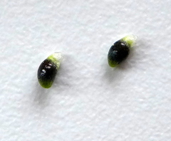 Luzula multiflora multiflora