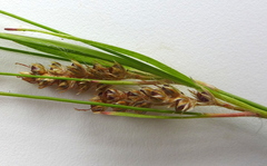 Luzula multiflora multiflora