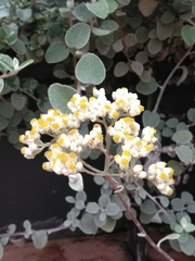 Magnoliopsida