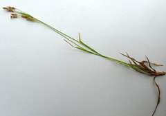 Luzula multiflora multiflora