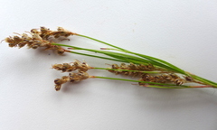 Luzula multiflora multiflora