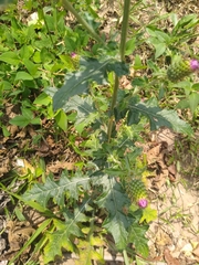 Cirsium mexicanum