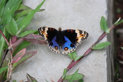 Junonia orithya minagara