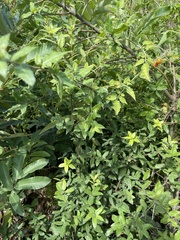 Photinia serratifolia daphniphylloides