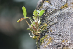 Dendrobium crumenatum
