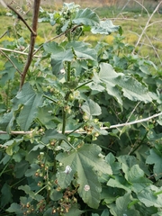 Kearnemalvastrum lacteum